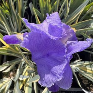 Iris pallida 'Variegata' (syn 'Aurea') 3L