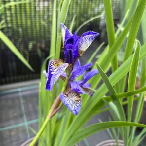 Iris sibirica 'Flight of Butterflies' 2L