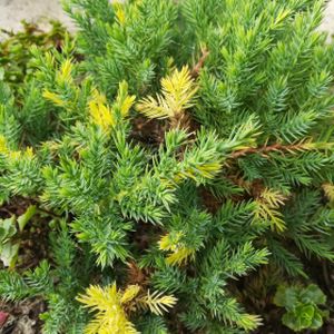 Juniperus chinensis 'Expansa Aureospicata' 1L