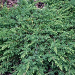 Juniperus communis 'Green Carpet' 1L
