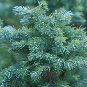 Juniperus squamata 'Blue Carpet' (AGM) 1L