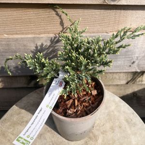 Juniperus squamata 'Holger' 1L