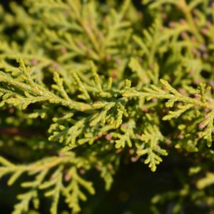 Juniperus x pfitzeriana 'Old Gold' (AGM) 3L