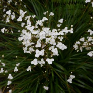 Libertia grandiflora 2.5L