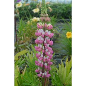 Lupinus 'The Chatelaine' 3L