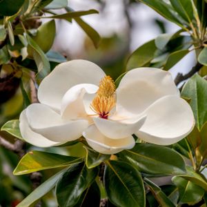 Magnolia grandiflora 35L