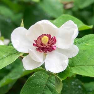 Magnolia sieboldii 15L