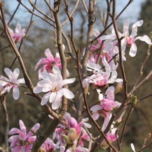 Magnolia stellata 'Rosea' 3L