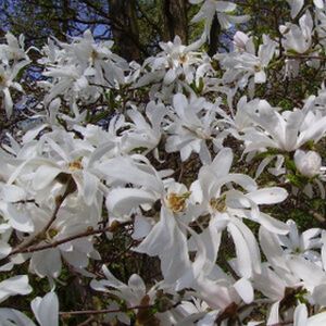 Magnolia stellata 'Royal Star' 3L