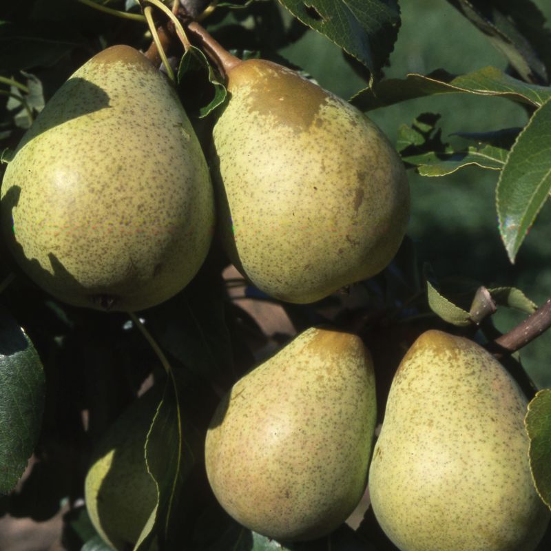 Pear Pyrus 'Beth' (AGM) (Quince A) Bush 12L