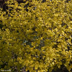 Physocarpus opulifolius 'Dart's Gold' (AGM) 10L