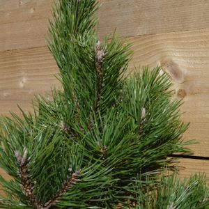 Pinus mugo 'Gnom' 2L