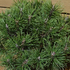 Pinus mugo 'Mops' (AGM) 5L
