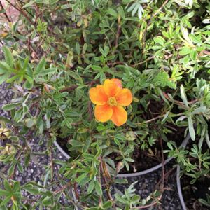 Potentilla fruticosa 'Hopleys Orange' 3L