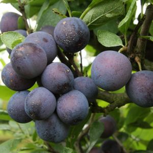 Damson Prunus 'Farleigh' (VVA-1) Bush 12L