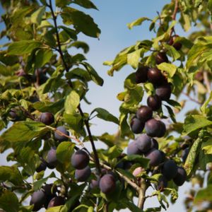 Damson Prunus 'Sweet Prune' (SJA) Bush 12L