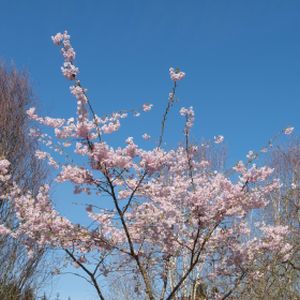 Prunus x subhirtella 'Autumnalis' (AGM) (10-12cm) 45L