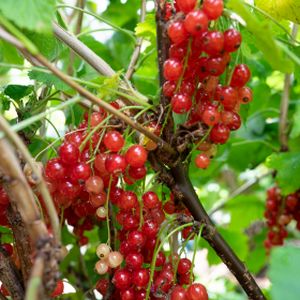 Redcurrant Ribes 'Rovada' 1/4 Std 7L