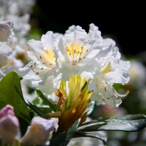 Rhododendron 'Cowslip' 3L