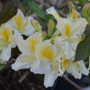 Azalea Rhododendron 'Daviesii' 5L