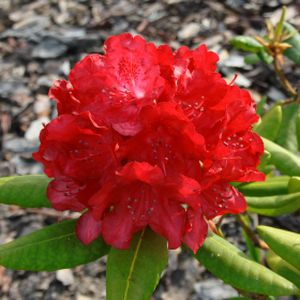 Rhododendron 'Gartendirektor Glocker' (Dwarf) 3L