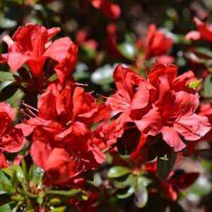 Azalea Rhododendron 'Geisha Red' 3L