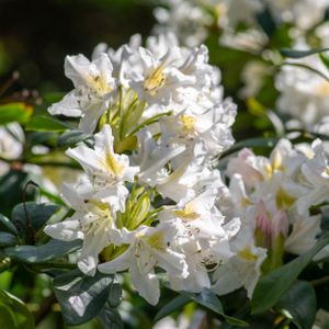 Rhododendron 'Madame Masson' (Hybrid) 5L