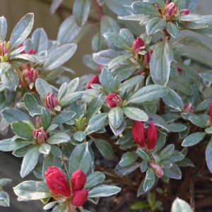 Azalea Rhododendron 'Sheila' 3L
