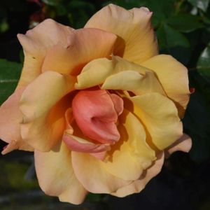 Rosa 'Belle Epoque' (Hybrid Tea) 4L