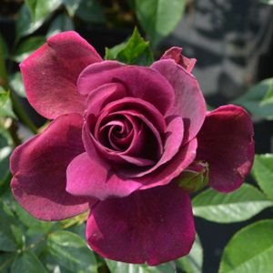 Rosa 'Burgundy Ice' (Floribunda) 5L