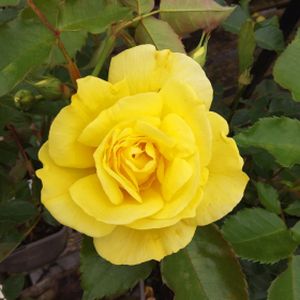 Rosa 'Korresia' (Standard) 10L