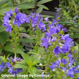 Veronica austriaca ssp. teucrium 'Royal Blue' 2L