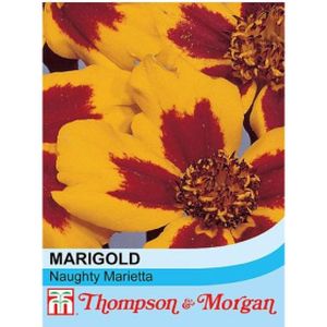 Thompson & Morgan Childrens - Marigold Naughty Marietta