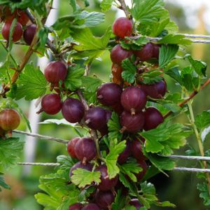 Gooseberry Ribes 'Hinnonmaki Red' 1/4 Std 7L