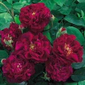 Rosa 'Tuscany Superb' (Shrub) (AGM) 5L