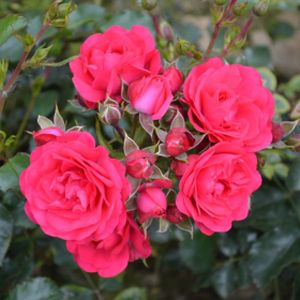 Rosa 'Wiltshire' (Ground Cover) (AGM) 5L