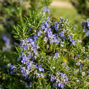 Salvia rosmarinus 'Benenden Blue' 3L