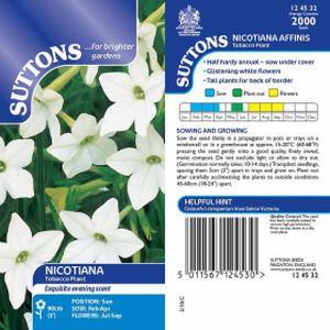 Suttons Nicotiana Affinis (Short White) Tobacco Plant