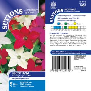 Suttons Nicotiana Evening Fragrance