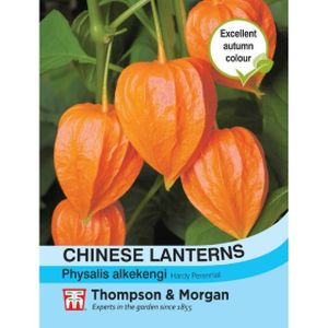 Thompson & Morgan Chinese Lanterns