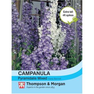 Thompson & Morgan Campanula pyramidalis Mixed