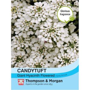 Thompson & Morgan Candytuft Giant Hyacinth Flowered Seeds