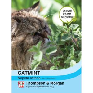 Thompson & Morgan Catmint