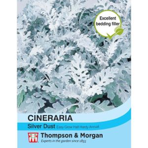 Thompson & Morgan Cineraria Silver Dust (Senecio cineraria)