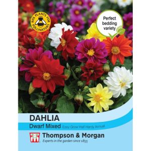 Thompson & Morgan Dahlia Dwarf Mixed