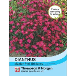 Thompson & Morgan Dianthus Brilliancy Seeds