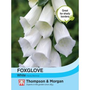 Thompson & Morgan Foxglove White