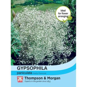 Thompson & Morgan Gypsophila paniculata
