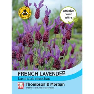 Thompson & Morgan Lavender French
