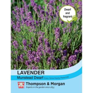 Thompson & Morgan Lavender Munstead Dwarf Seeds